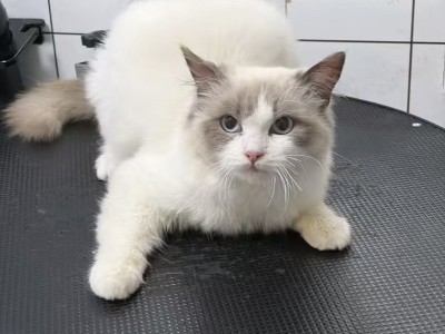 布偶猫，只卖重庆同城